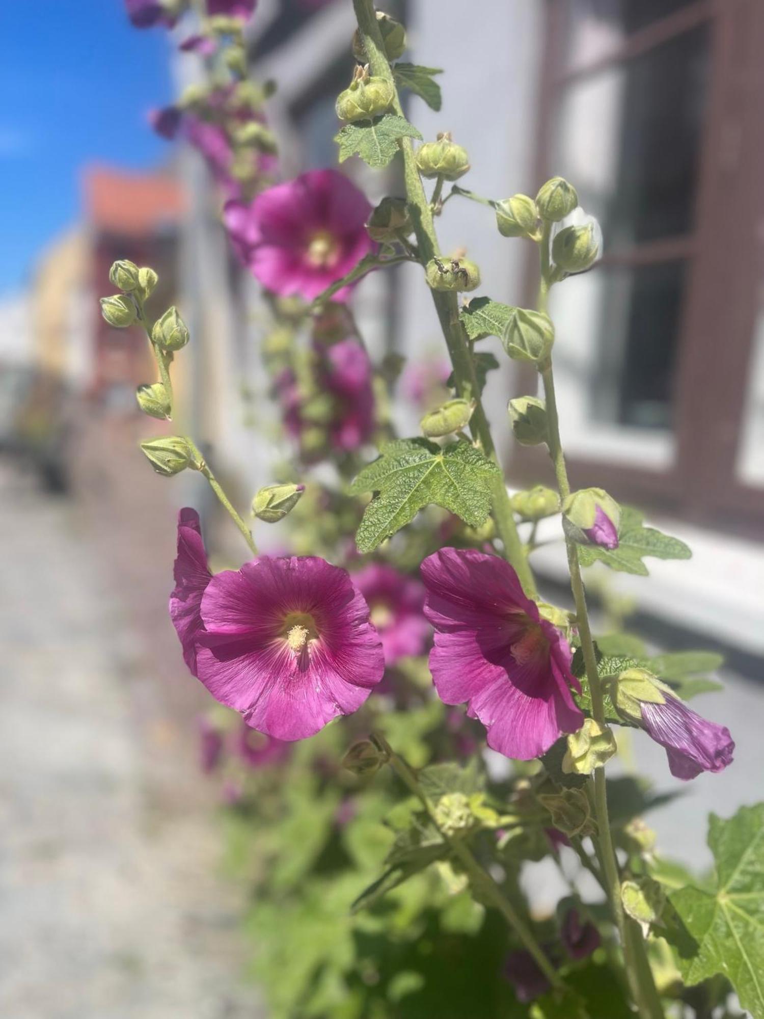 Blackberryhouse Ærøskøbing エクステリア 写真