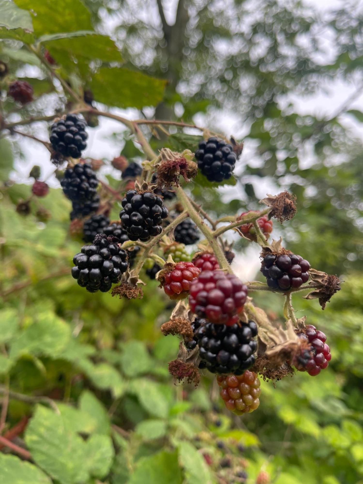 Blackberryhouse Ærøskøbing エクステリア 写真
