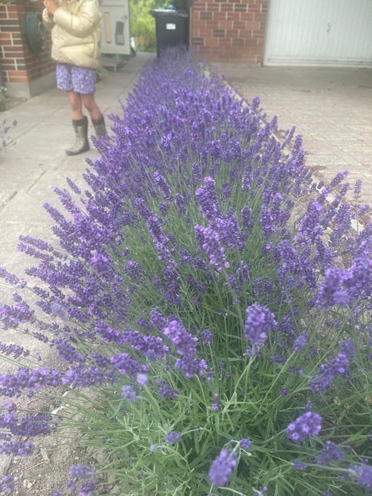 Blackberryhouse Ærøskøbing エクステリア 写真